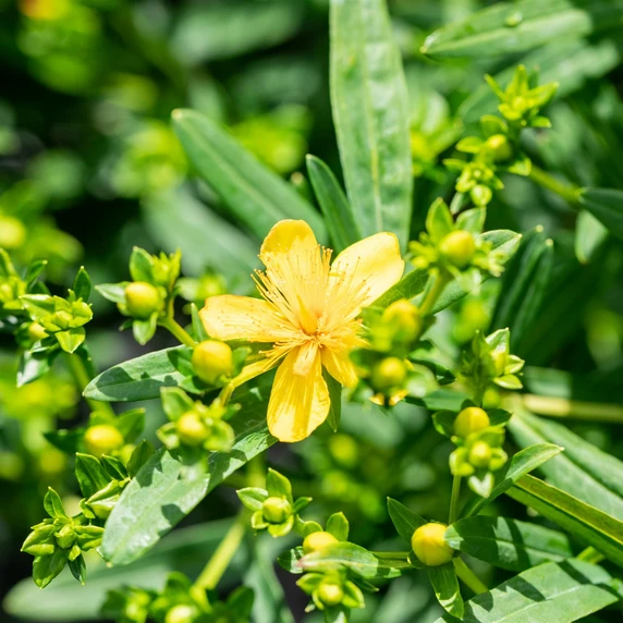 Hypericum kalmianum 'Gemo' - image 1