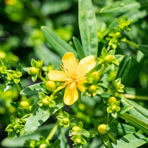 Hypericum kalmianum 'Gemo' - image 1