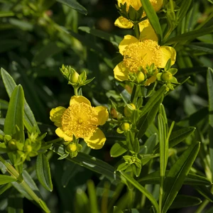 Hypericum kalmianum 'Gemo' - image 2