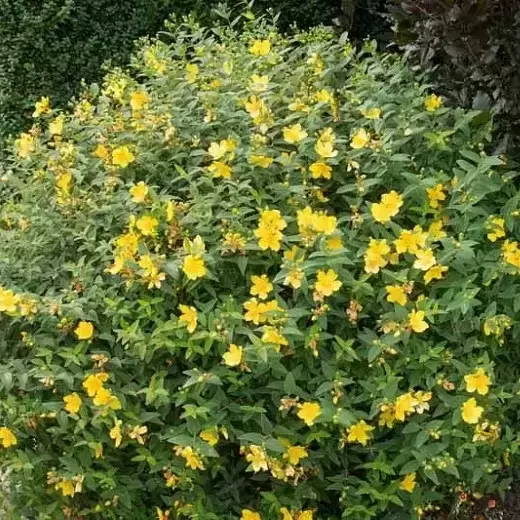 Hypericum × hidcoteense 'Hidcote' 3L - image 3