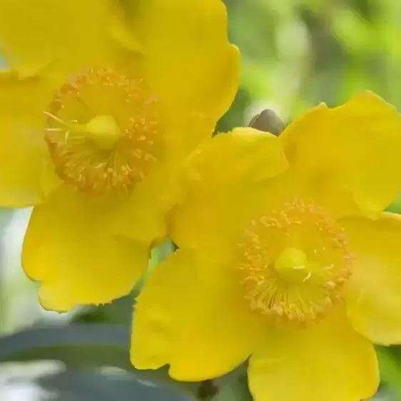 Hypericum × hidcoteense 'Hidcote' 3L - image 2