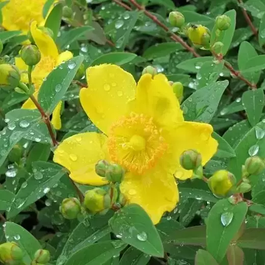 Hypericum × hidcoteense 'Hidcote' 3L - image 1