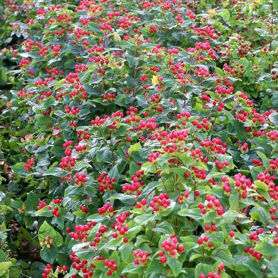 Image Credit: Kolster BV Magical Plants & Flowers®
