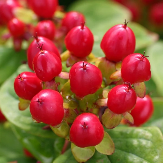 Image Credit: Kolster BV Magical Plants & Flowers®