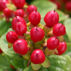 Image Credit: Kolster BV Magical Plants & Flowers®