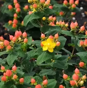 Hypericum x inodorum 'Magical Pumpkin' - image 1