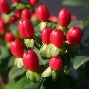 Hypericum x inodorum 'Magical Red Fame'