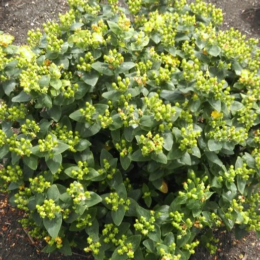 Image Credit: Kolster BV Magical Plants & Flowers®