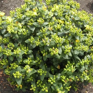 Image Credit: Kolster BV Magical Plants & Flowers®