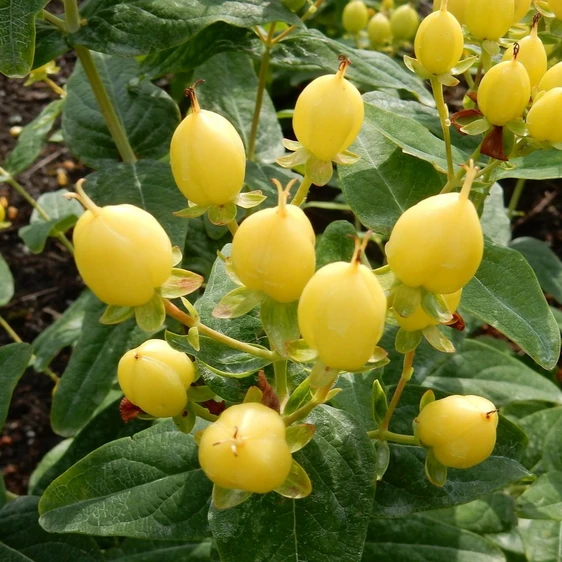 Image Credit: Kolster BV Magical Plants & Flowers®