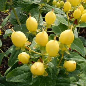 Image Credit: Kolster BV Magical Plants & Flowers®