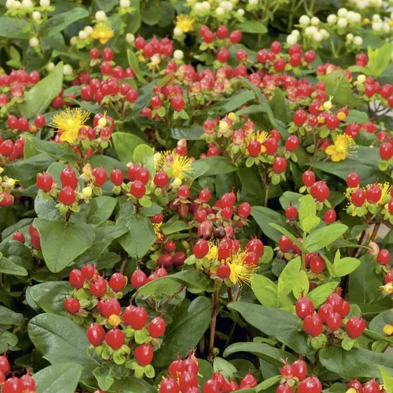 Hypericum x inodorum 'Miracle Attraction' - image 1