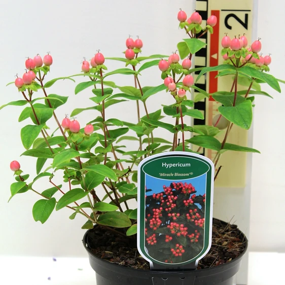 Hypericum x inodorum 'Miracle Blossom'