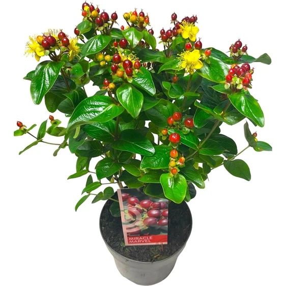 Hypericum x inodorum 'Miracle Marvel' - image 2