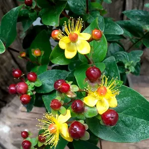Hypericum x inodorum 'Miracle Marvel' - image 1