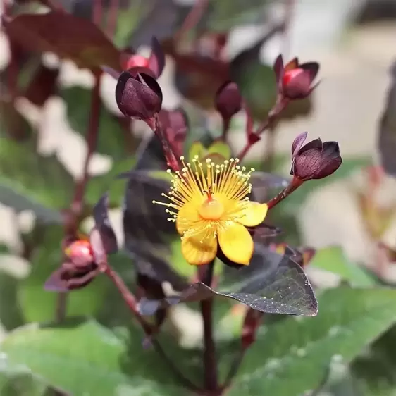 Hypericum x inodorum 'Miracle Night' - image 1