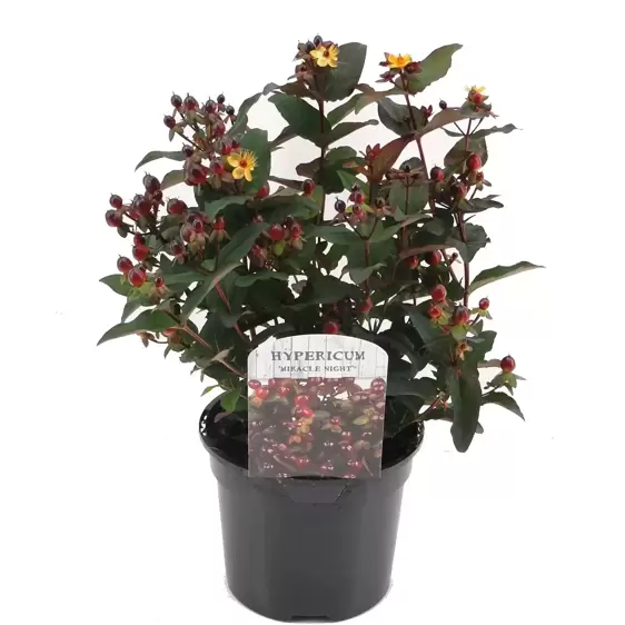 Hypericum x inodorum 'Miracle Night' - image 2