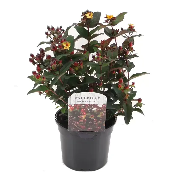 Hypericum x inodorum 'Miracle Night' 10L - image 2