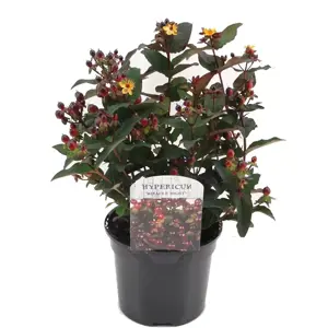 Hypericum x inodorum 'Miracle Night' 10L - image 2