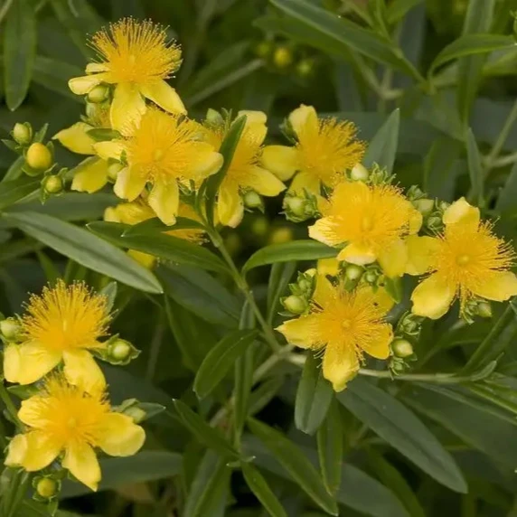 Hypericum kalmianum 'Sunny Boulevard' - image 3