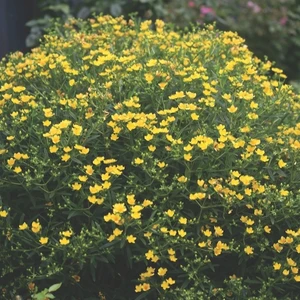 Hypericum kalmianum 'Sunny Boulevard' - image 2