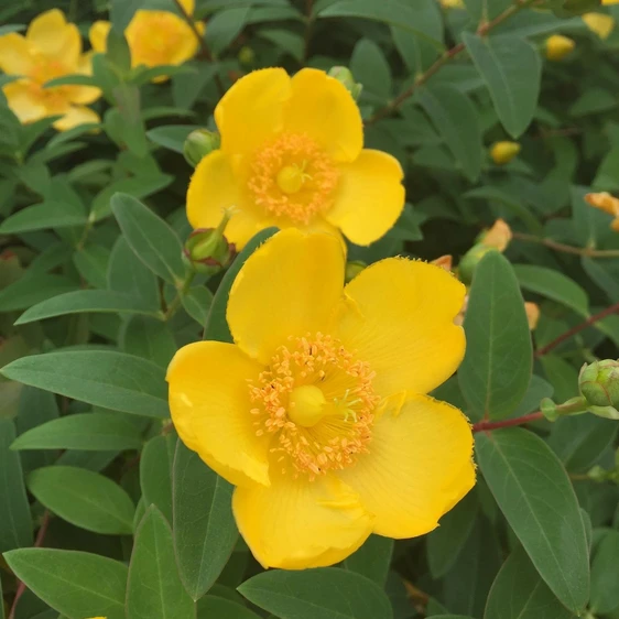 Hypericum x moserianum