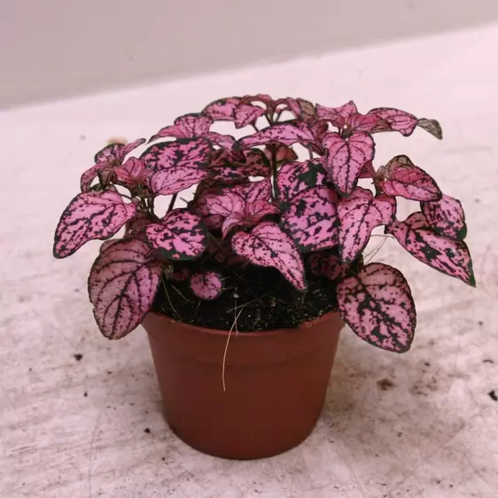 Hypoestes - Pink