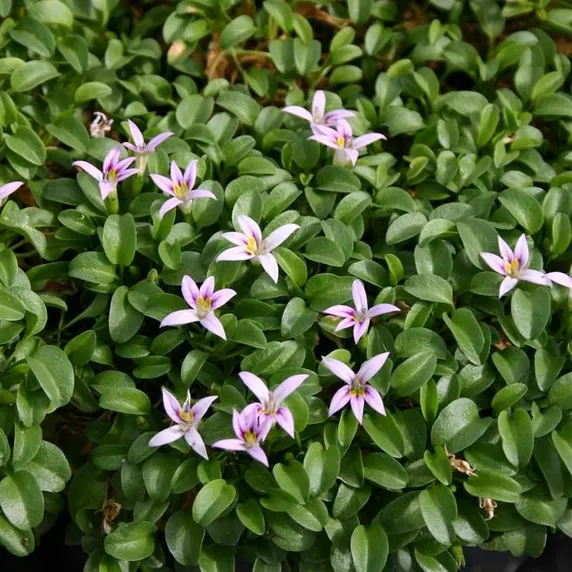 Picture - Kernock Park Plants