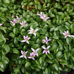 Picture - Kernock Park Plants