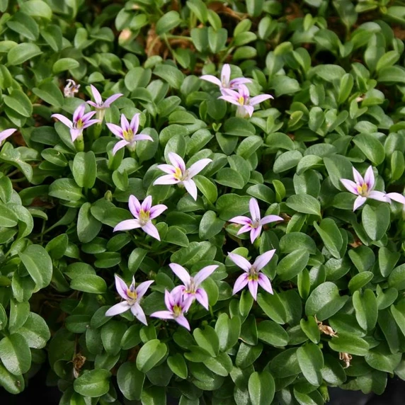 Picture - Kernock Park Plants