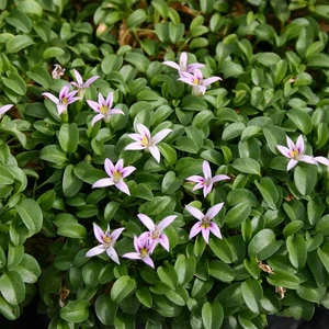 Picture - Kernock Park Plants