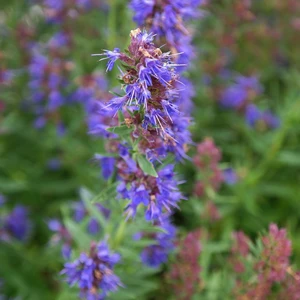 Hyssop 9cm