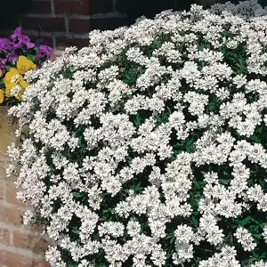 Iberis sempervirens 'Fischbeck' 9cm