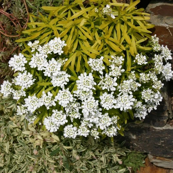 Image Credit: Kernock Park Plants Ltd.