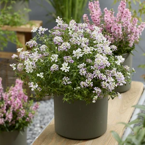 Image Credit: Walter Blom Plants B.V.