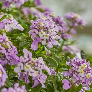Image Credit: Walter Blom Plants B.V.