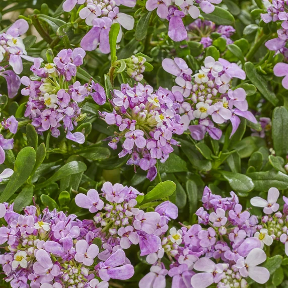 Image Credit: Walter Blom Plants B.V.