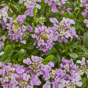 Image Credit: Walter Blom Plants B.V.