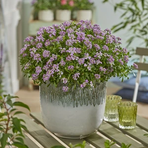 Image Credit: Walter Blom Plants B.V.