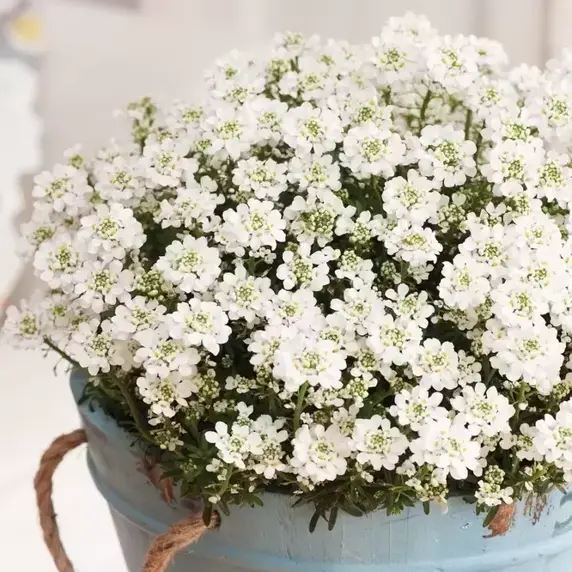 Iberis sempervirens 'Nevina' 9cm