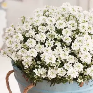 Iberis sempervirens 'Nevina' 9cm