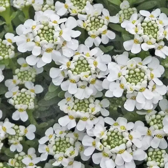 Piture Credit - Ball Colgrave