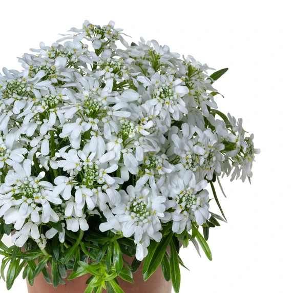 Picture - Syngenta Flowers