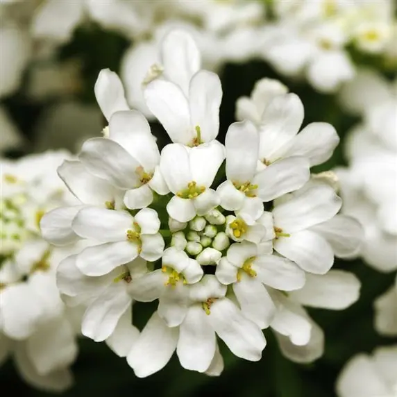 Iberis sempervirens 'Whiteout' - image 2