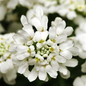 Iberis sempervirens 'Whiteout' - image 2