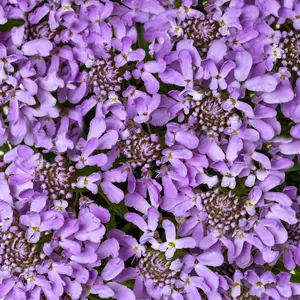 Picture - Ball Horticultural