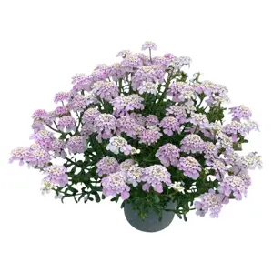 Picture - Syngenta Flowers