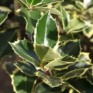 Ilex aquifolium 'Argentea Marginata' 2L