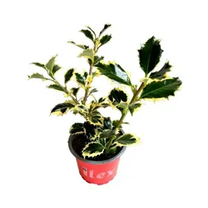 Ilex aquifolium 'Argentea Marginata' 9cm - image 2