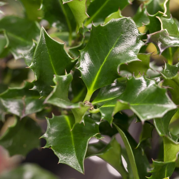 Ilex x meserveae 'Blue Angel' 2L - image 2